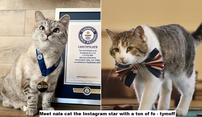 meet nala cat the instagram star with a ton of fo - tymoff