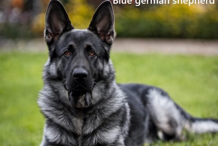 blue german shepherd